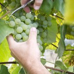 We handpick all of the grapes!
