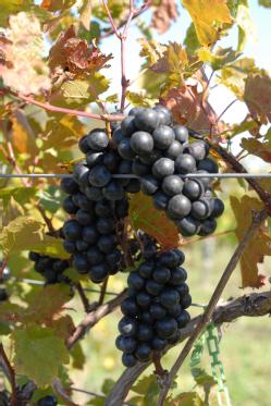 Winery_2_321_reduced